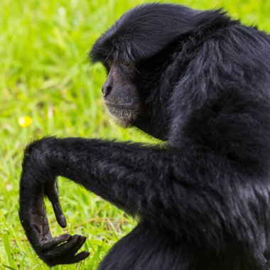 Siamang onun el kaldırma