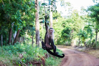 A white faced capuchin swings from a branch clipart