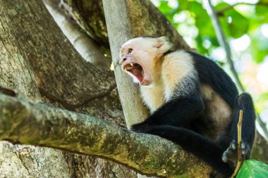 Beyaz yüzlü capuchin esneme