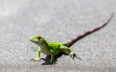 Yeşil dikenli kertenkele tadını çıkarma