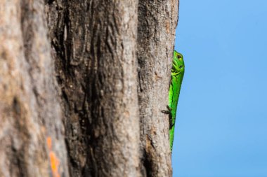Yeşil dikenli kertenkele bir ağaç tutar