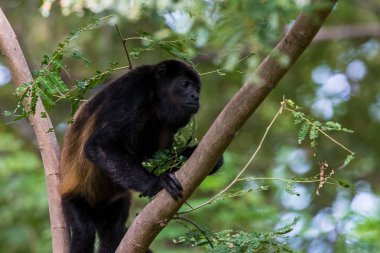 Uluyan yukarı tırmanma maymun