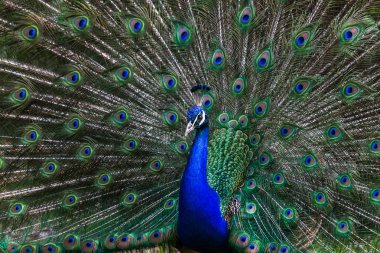 Kanatlarını Yayilim