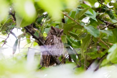 Bir ağaçta snoozing baykuş