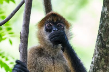 Spider monkey meyve dolduruyor