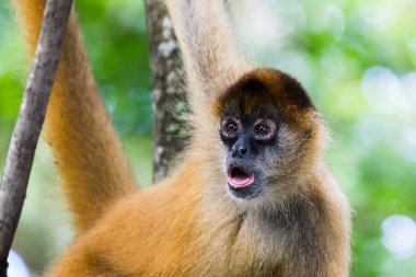 Spider monkey mesafe içine bakan