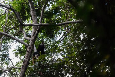 Uluyan maymun ağaç tepelerinin seslendiğini