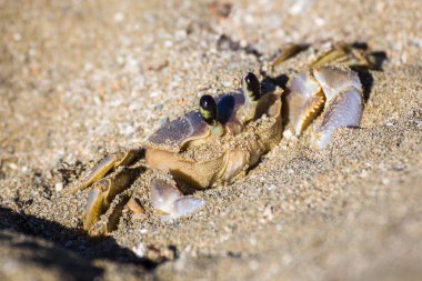 Gelen kum ortaya çıkan