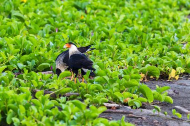 Crested caracara feeding clipart