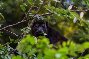 Uluyan maymun bazı yapraklarda çiğneme