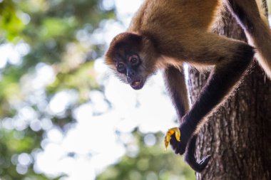 Spider monkey besleme
