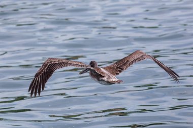 Denizin üzerinde uçan kahverengi Pelikan