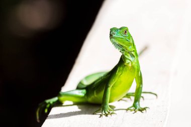 Juvenil yeşil iguana