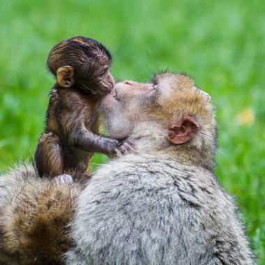 Kisses for mummy clipart