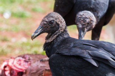 Onun yemek önünde kara akbaba