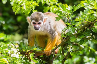 Bir ağaçta sincap maymun