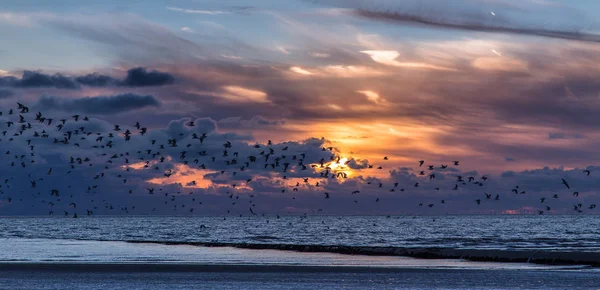 Vogelschwarm auf der Flucht vom Strand — Stockfoto