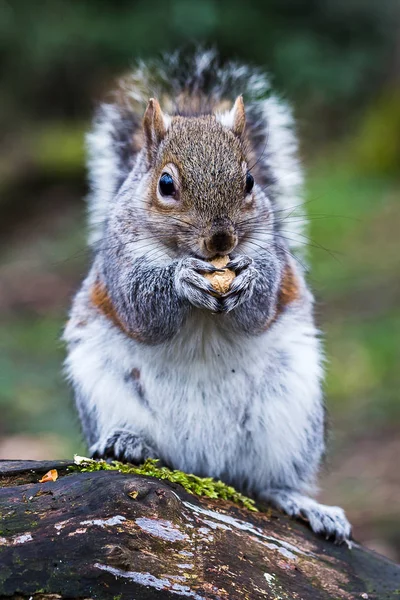 Portret van een grijs — Stockfoto