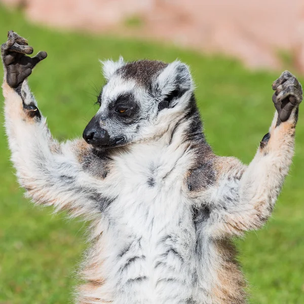 A ring-tailed lemur enjoying the sunshine — Stock Photo, Image