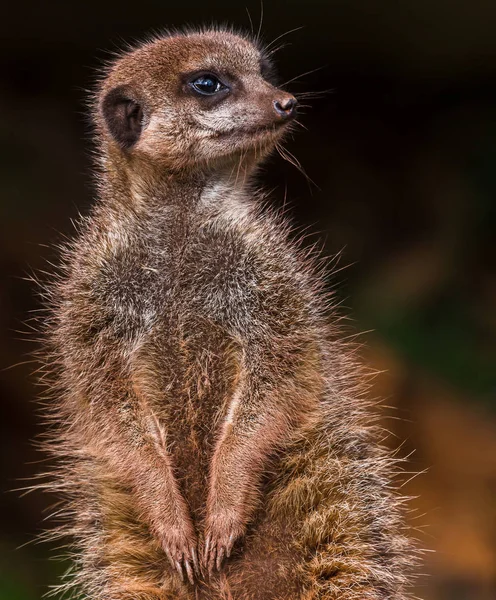 Meerkat στο βλέμμα-out δασμών — Φωτογραφία Αρχείου