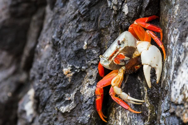 Halloween crab on the cliff — Stock Photo, Image