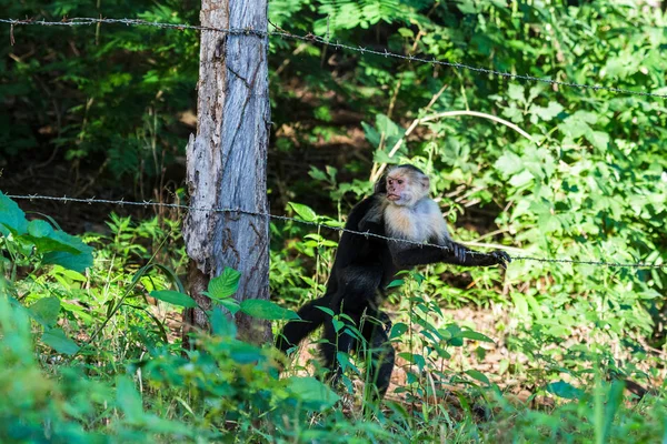 Capuchino de cara blanca cruzando la pista — Foto de Stock
