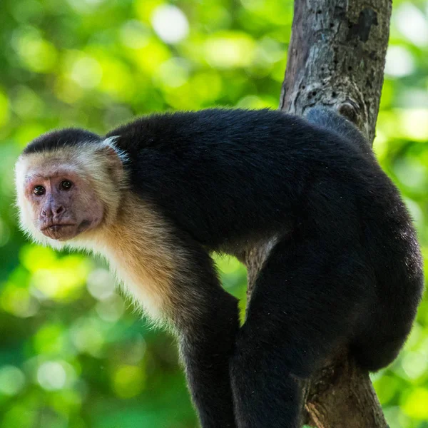 Cultivo cuadrado de un capuchino de cara blanca — Foto de Stock
