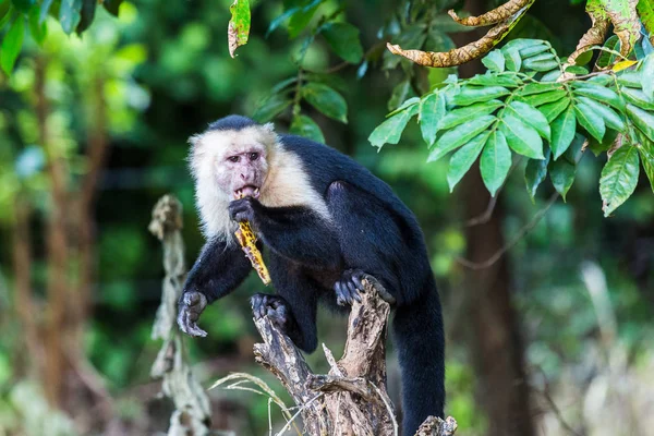 Snacks capuchinos con cara blanca en un plátano — Foto de Stock