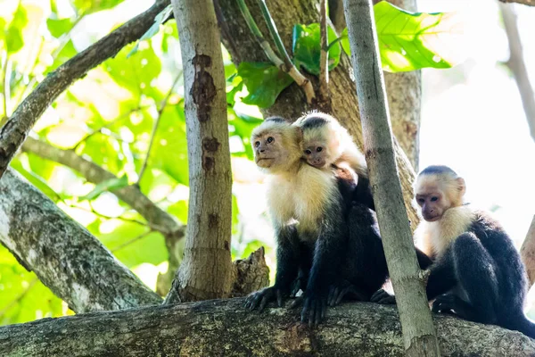 Trío de capuchinos de cara blanca — Foto de Stock