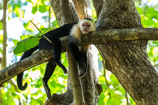 Escalofríos capuchinos de cara blanca en una rama — Foto de Stock