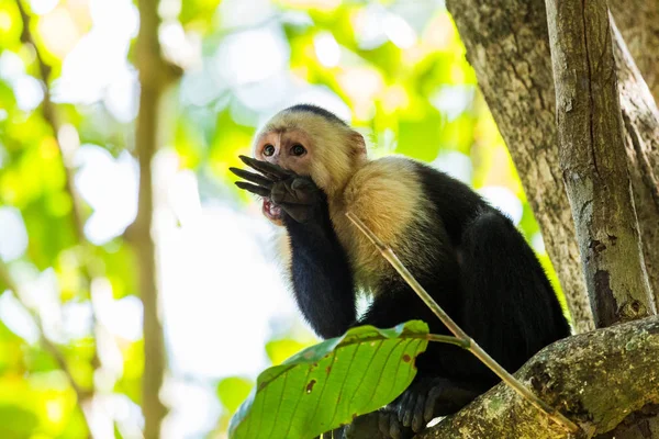 Un capuchino de cara blanca lamiéndose la mano — Foto de Stock