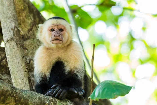 Retrato de un capuchino de cara blanca — Foto de Stock