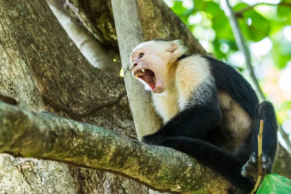 Bostezo capuchino de cara blanca — Foto de Stock