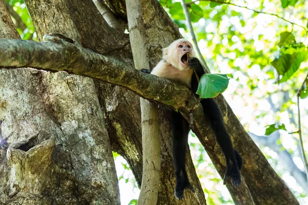 Masticar capuchinos de cara blanca — Foto de Stock