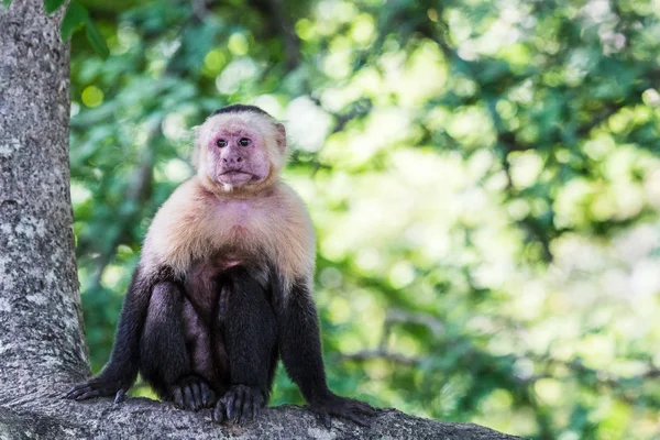 Un capuchino de cara blanca se posa en una rama — Foto de Stock