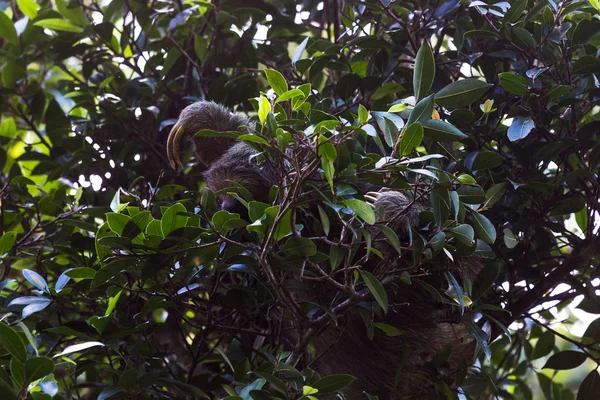 세 발가락 나무늘보는 밖으로 도달 — 스톡 사진