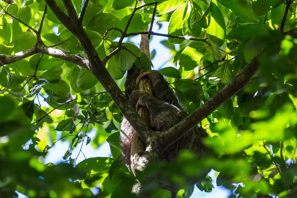 Perezoso moreno durmiendo en un árbol — Foto de Stock