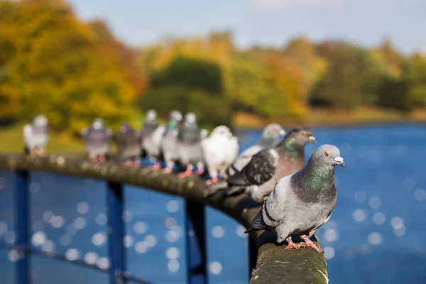 Řada z holubů — Stock fotografie