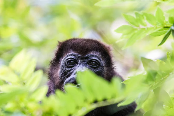 Retrato de un mono aullador — Foto de Stock