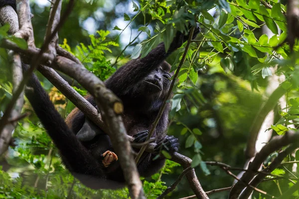 Aullador adulto sentado en un árbol — Foto de Stock