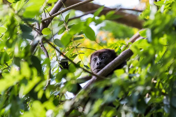 Mono aullador enmarcado en el árbol — Foto de Stock