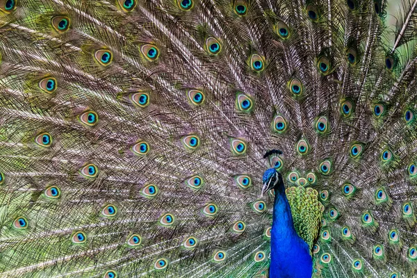 Peacock pronken bij een partner — Stockfoto