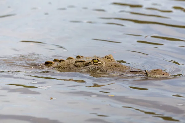 Crocodile d'Amérique rôdant dans l'eau — Photo
