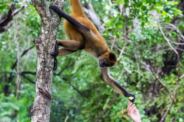 Alimentar a mano a un mono araña — Foto de Stock