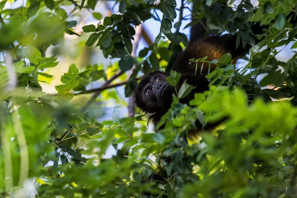 Mono aullador observando a su familia — Foto de Stock