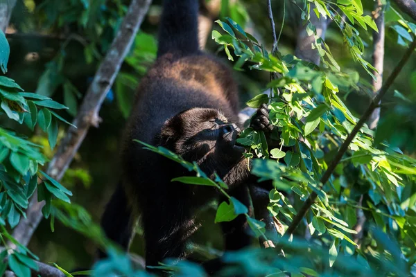 Brüllaffe genießt ein paar Blätter — Stockfoto