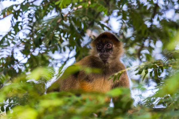 Un mono araña en las copas de los árboles — Foto de Stock