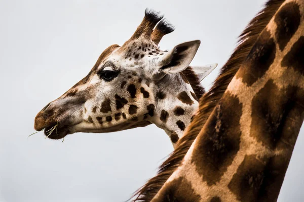 Giraffenpaar füllt den Rahmen — Stockfoto