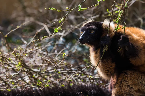 Gegenlichtaufnahme eines rothaarigen Lemurs, der einen Ast nach unten zieht, um — Stockfoto
