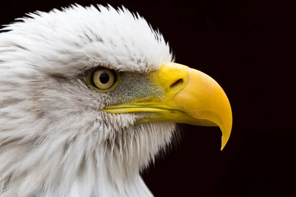 Portrét orla bělohlavého — Stock fotografie